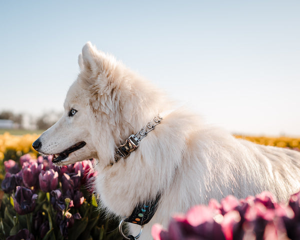 2.25mm Collar Bundle