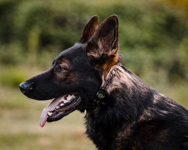 2.25mm Collar Bundle