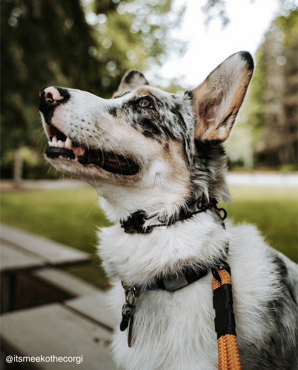 2.25mm Collar Bundle